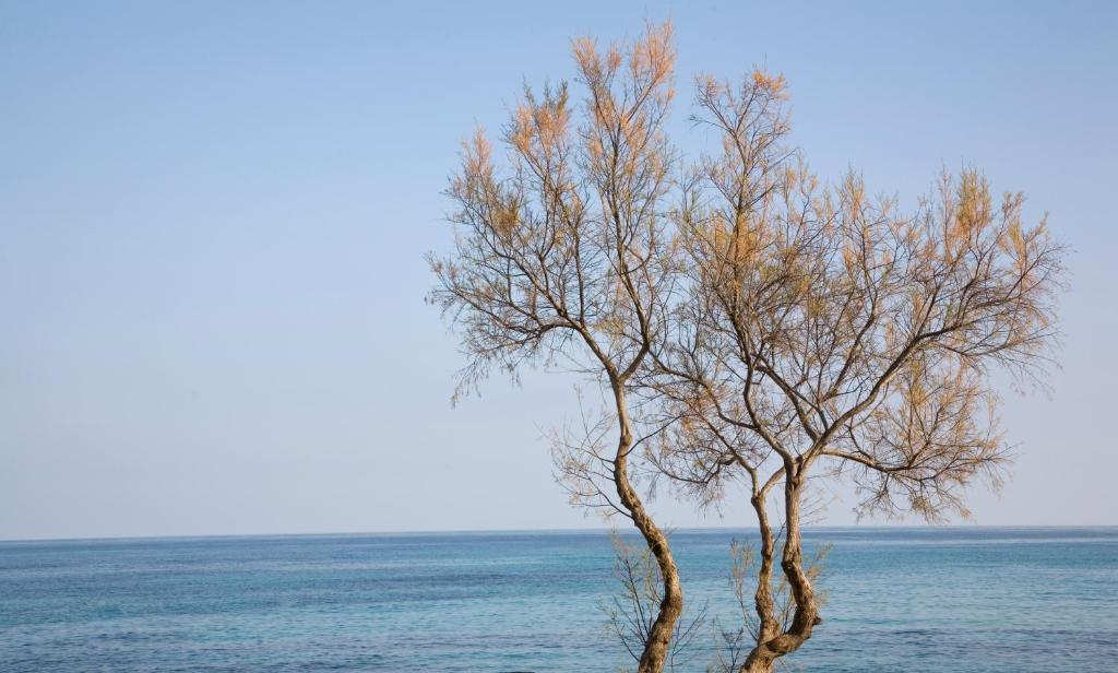 Hotel Mariant — Beach in S'Illot, Balearic Islands