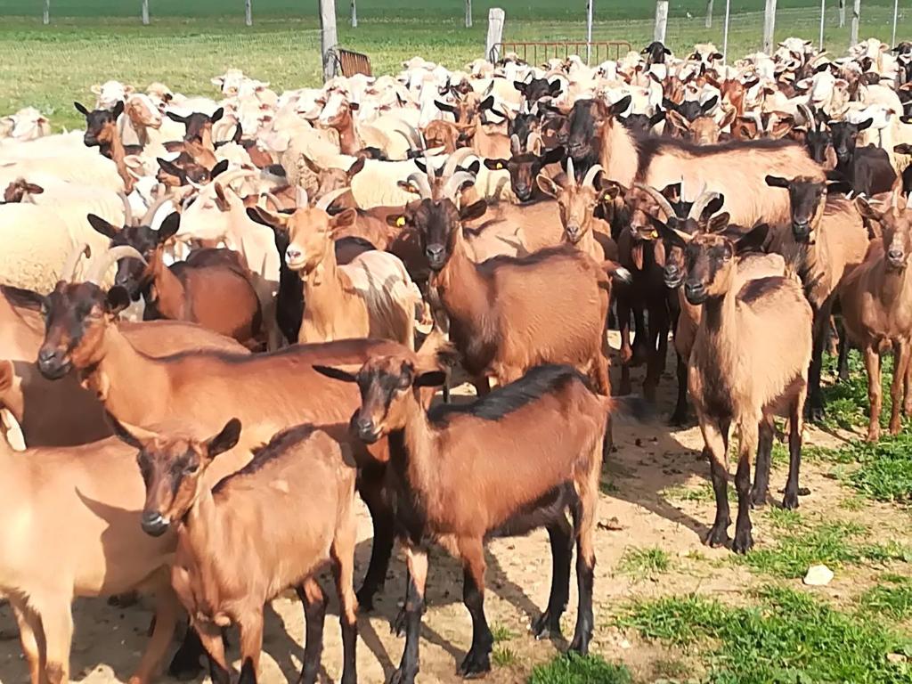 Agriturismo Torrevecchia photo