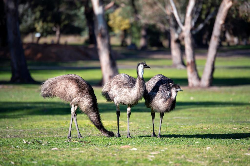 Breeze Holiday Parks - Grampians photo