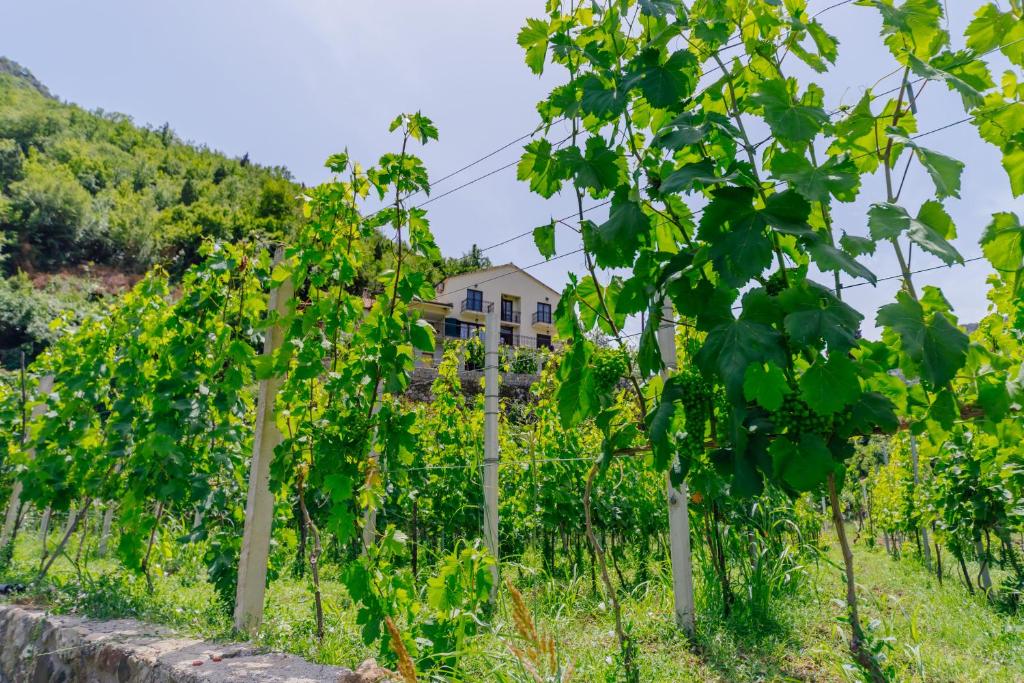 RUSTIC HOUSE LEKOVIC photo