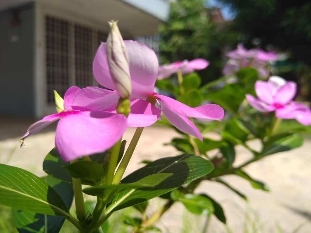 Kayangan Home Perlis photo