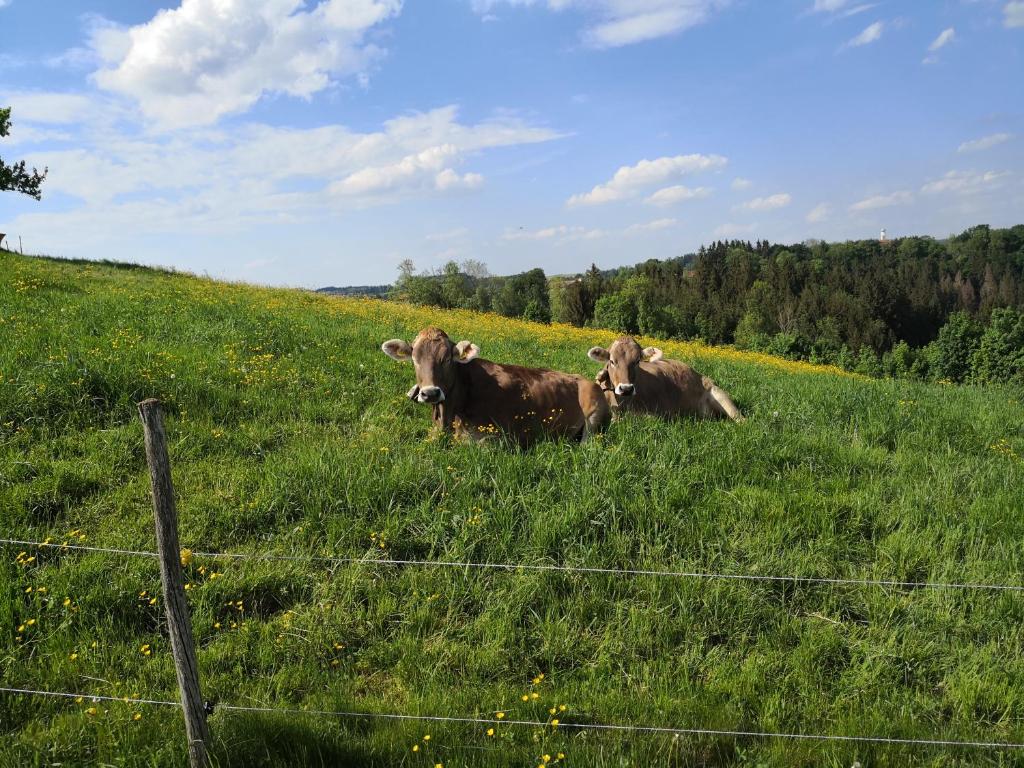 Jägerstüble - 5