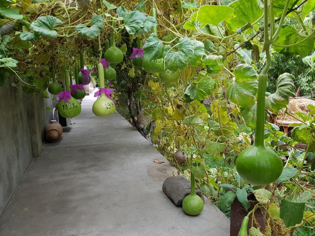 Jardin