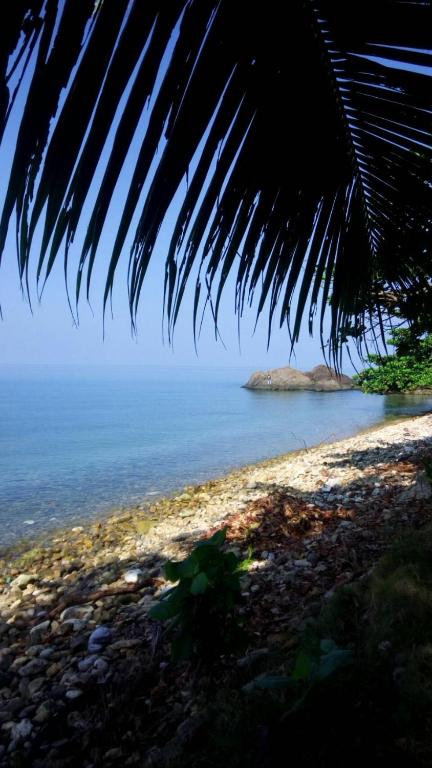 Paradise Palms photo