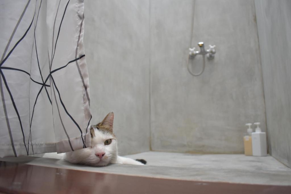 Lazy House photo