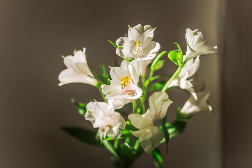 お料理のイメージ