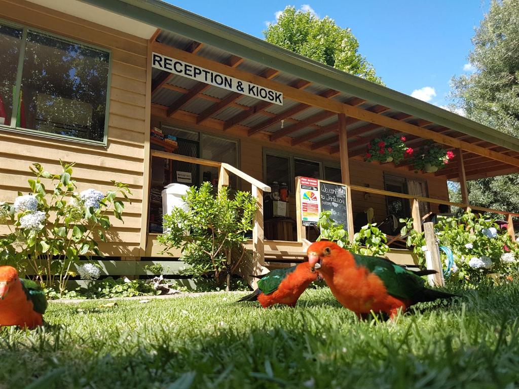 Jamieson Caravan Park photo
