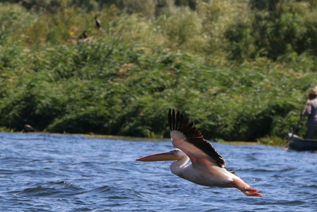 Delta Pontoon photo