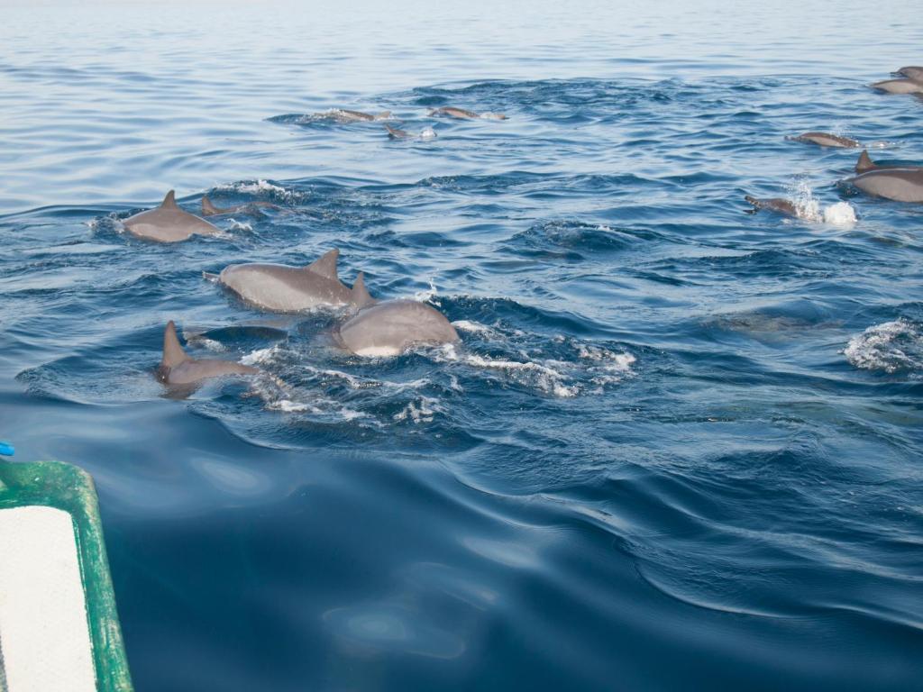 アクティビティ