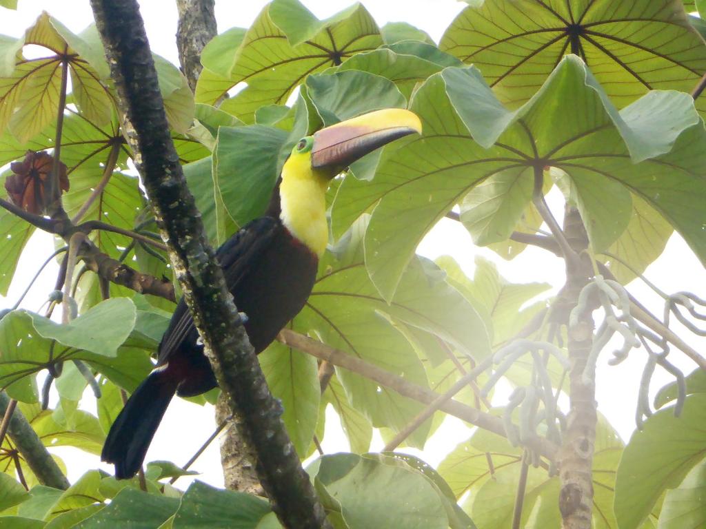 The Sunset Tucano Lodge photo