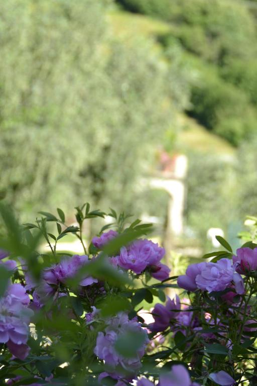 "Villa Giulia Nicole" Apartaments- Country House - 4