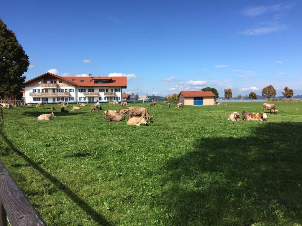 Alpenglück de Luxe Ferienwohnung am Forggensee - 5