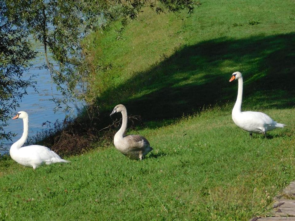 Surrounding environment