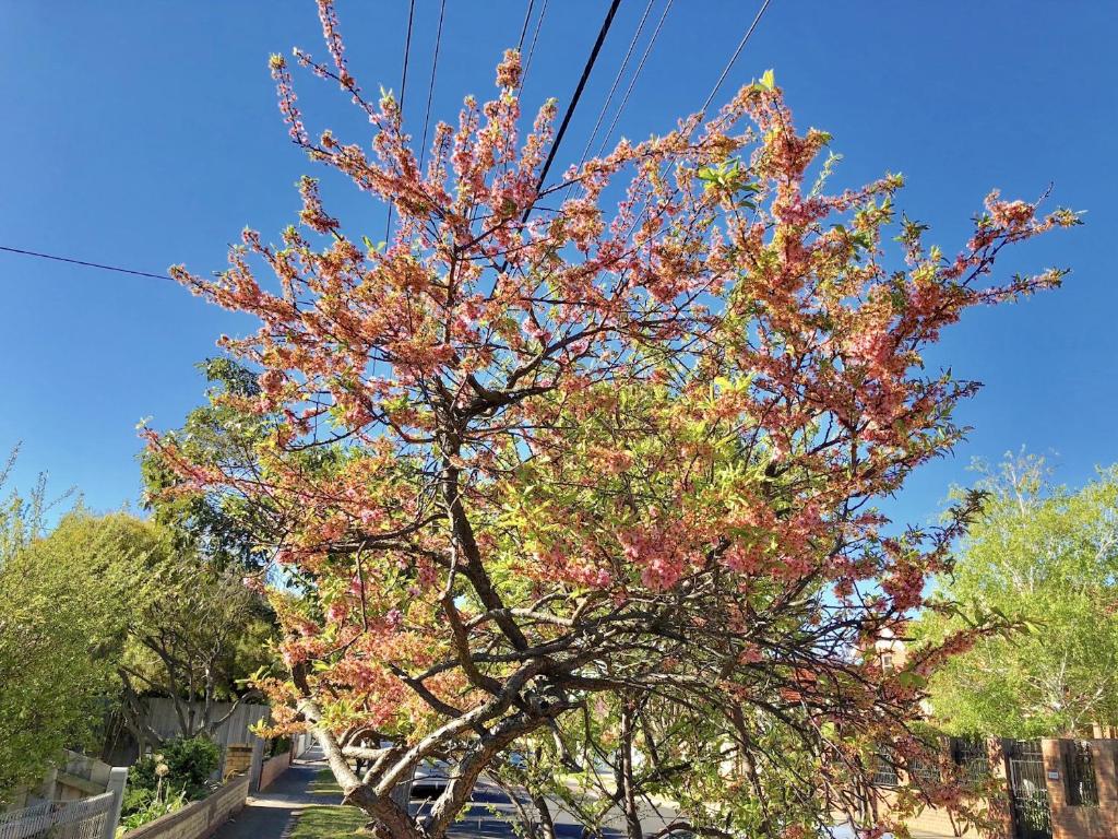 Pride Bentleigh Apartment with Private Garden ViaMichelin HOTEL