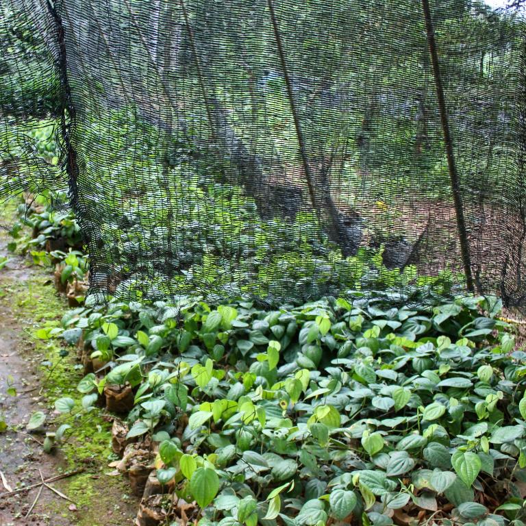 Paradise Forest Garden photo