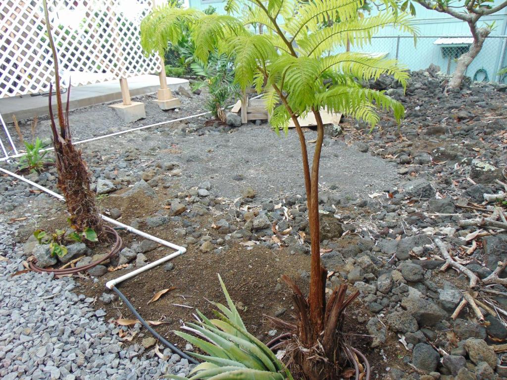 Pauhana Apartment photo