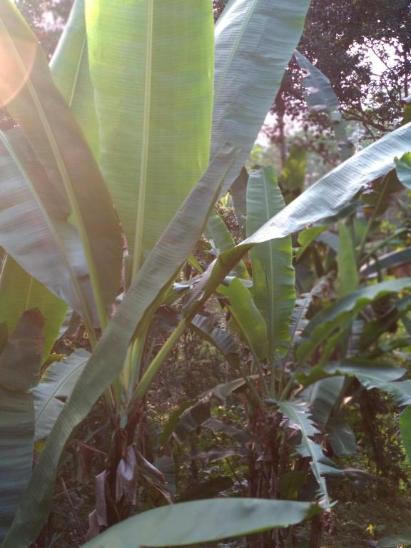 Jungle Joglo photo