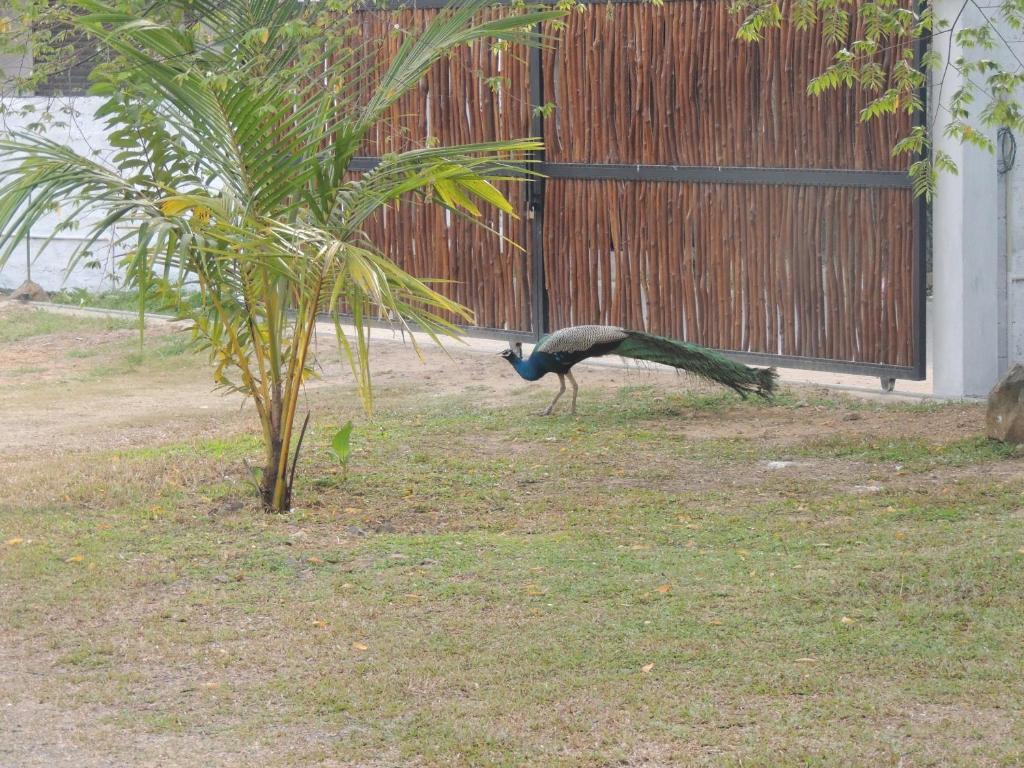 MA Unawatuna photo