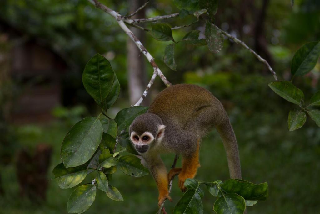 La Ceiba, Amazonas photo