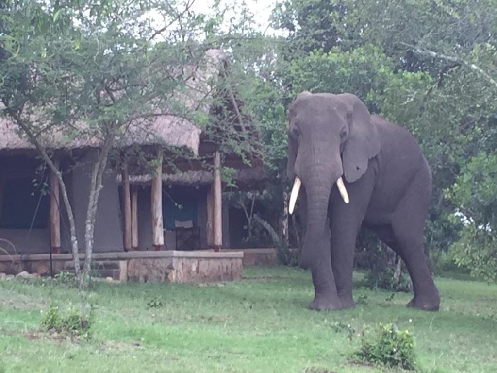 Queen Elizabeth Bush Lodge by NATURE LODGES LTD photo