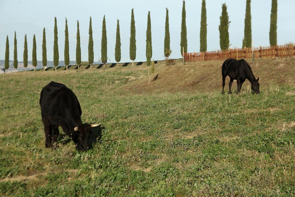 La Tana del Bianconiglio photo