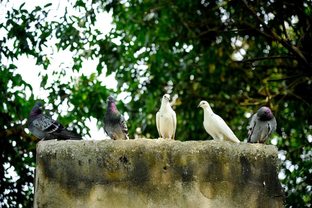 Hoang Giang Homestay photo