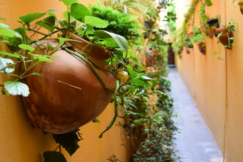 Casa Maricela B&B - 5