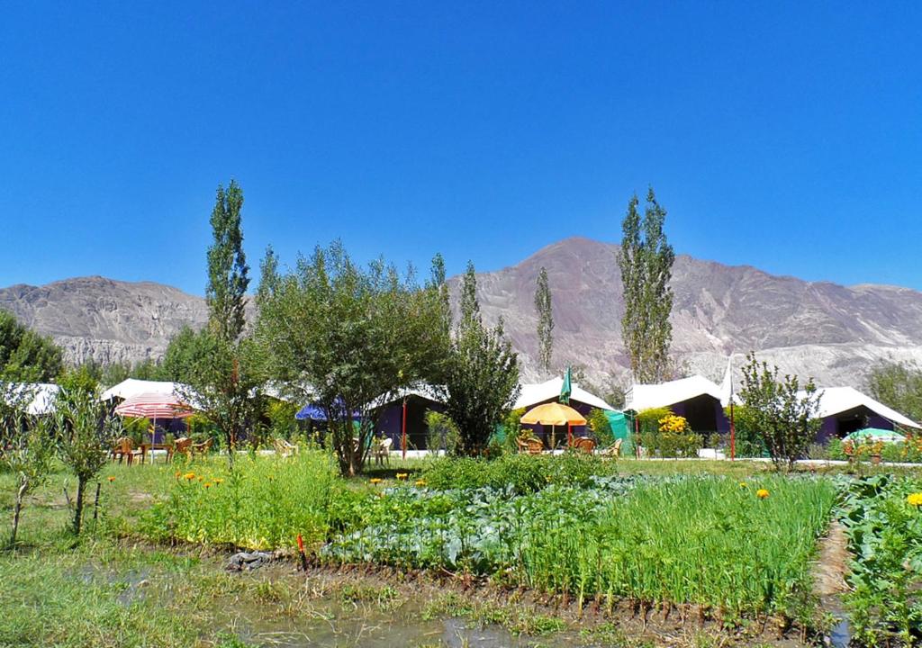Tiger Camp Nubra photo