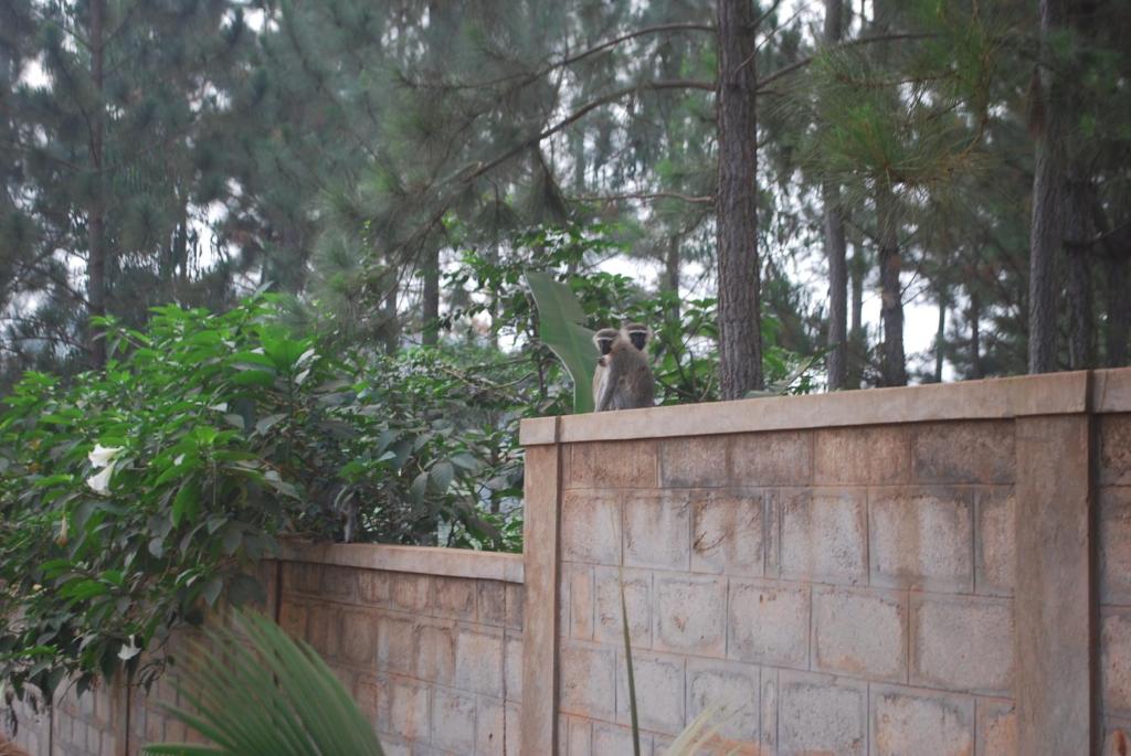 Saltek Forest Cottages photo