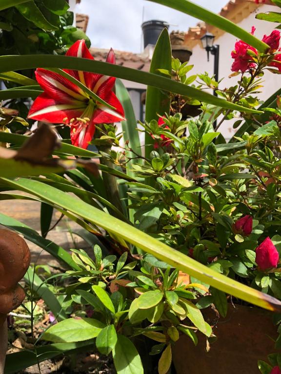 Jardín