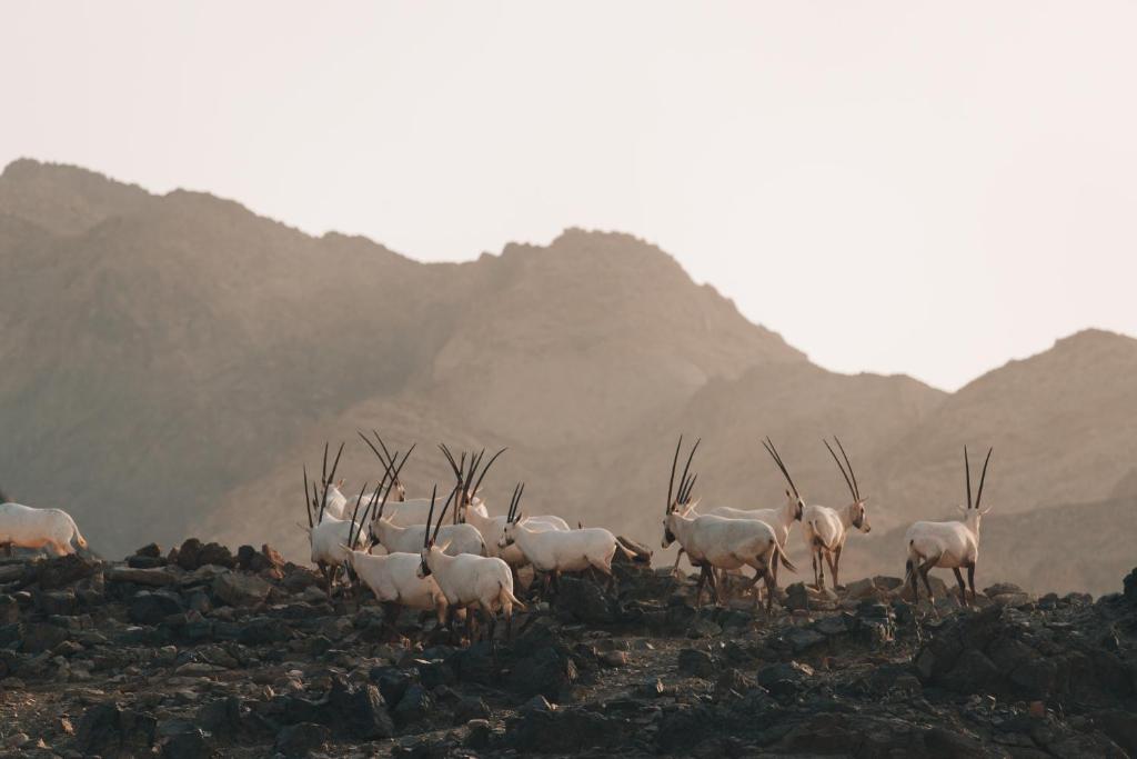 Surrounding environment