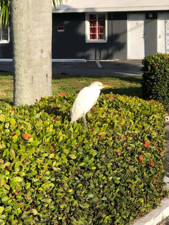 Bay Breeze Inn Bradenton Downtown photo
