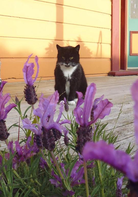Bettina's Homestay Bed & Breakfast photo