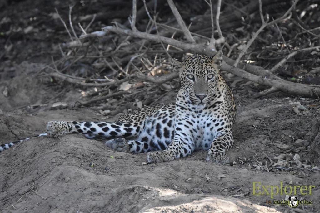 Explorer by Eco Team - Kumana National Park photo
