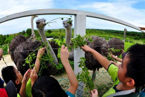 UK Farm Agro Resort photo