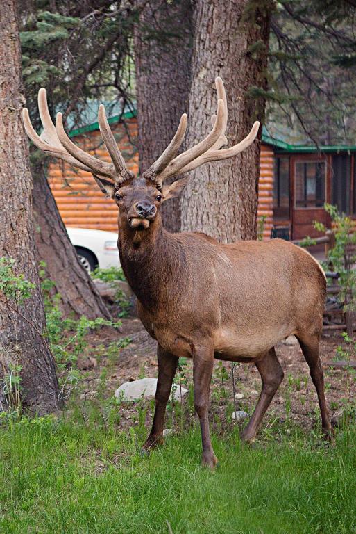 Idlewilde by the River, Estes Park