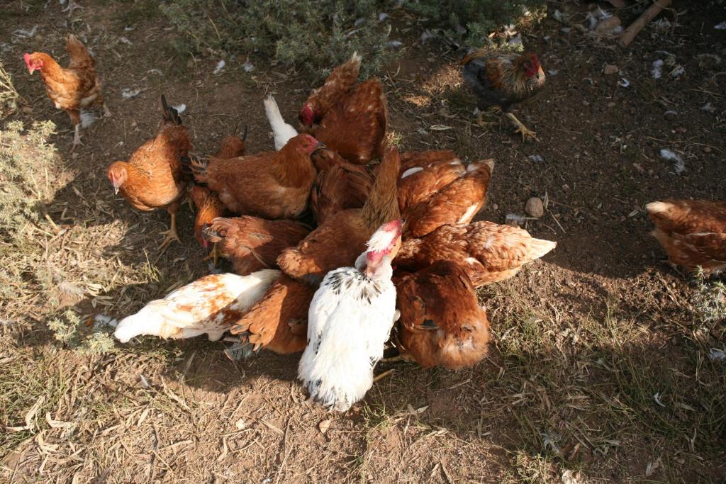 Agrihouse photo