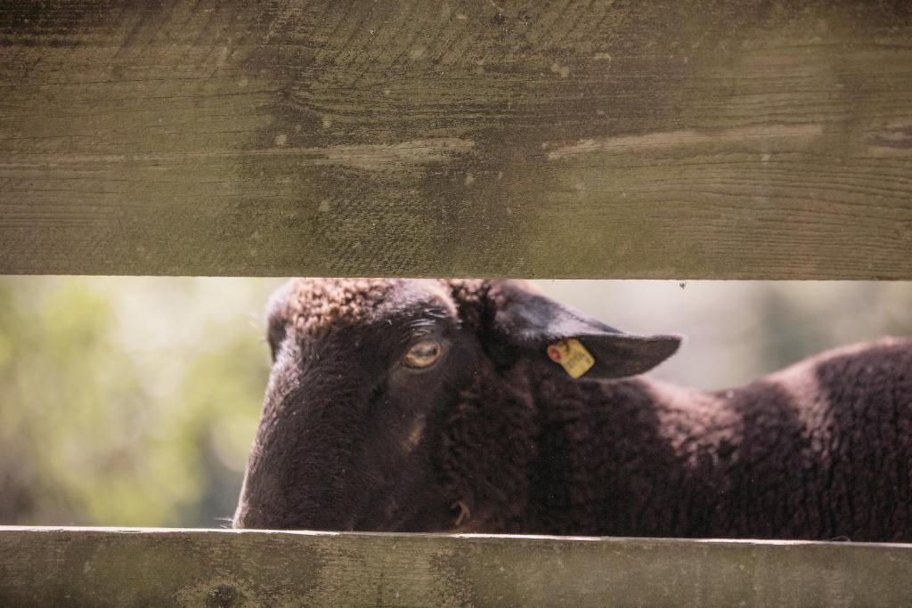 Landhof Lazarus photo