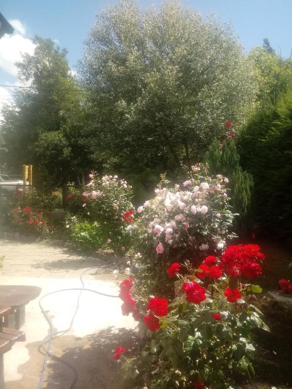 Las Rosas Alojamiento Turistico - 4