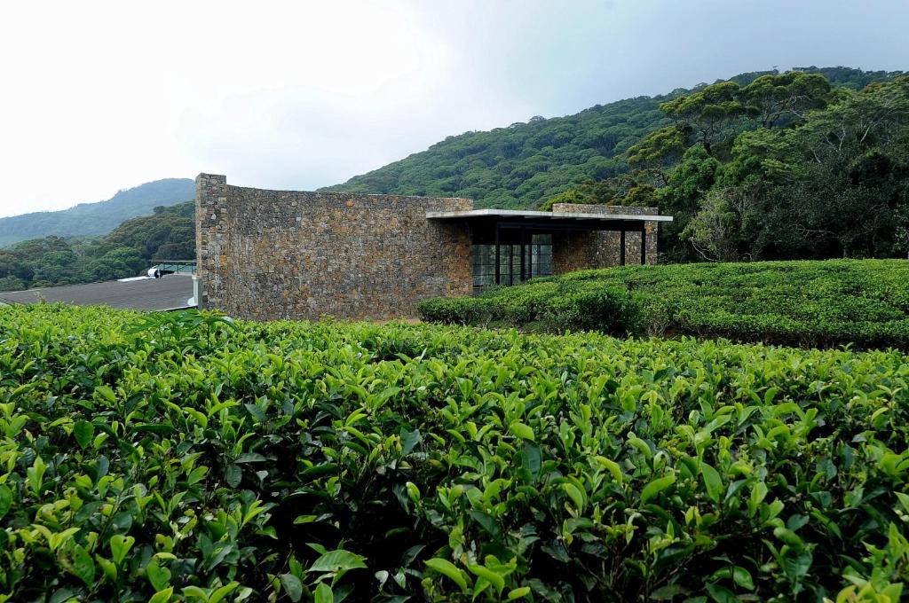 The Rainforest Ecolodge photo
