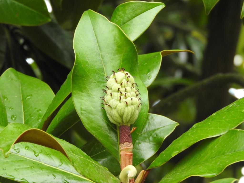 Le Jardin Des Erables