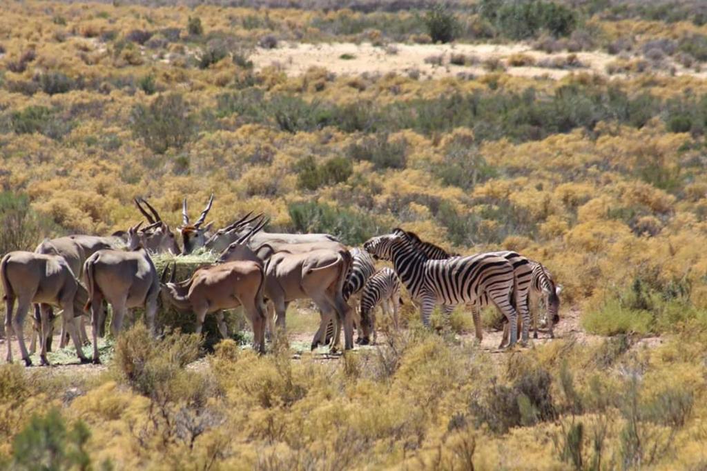 Ribboksfontein Guest Farm photo