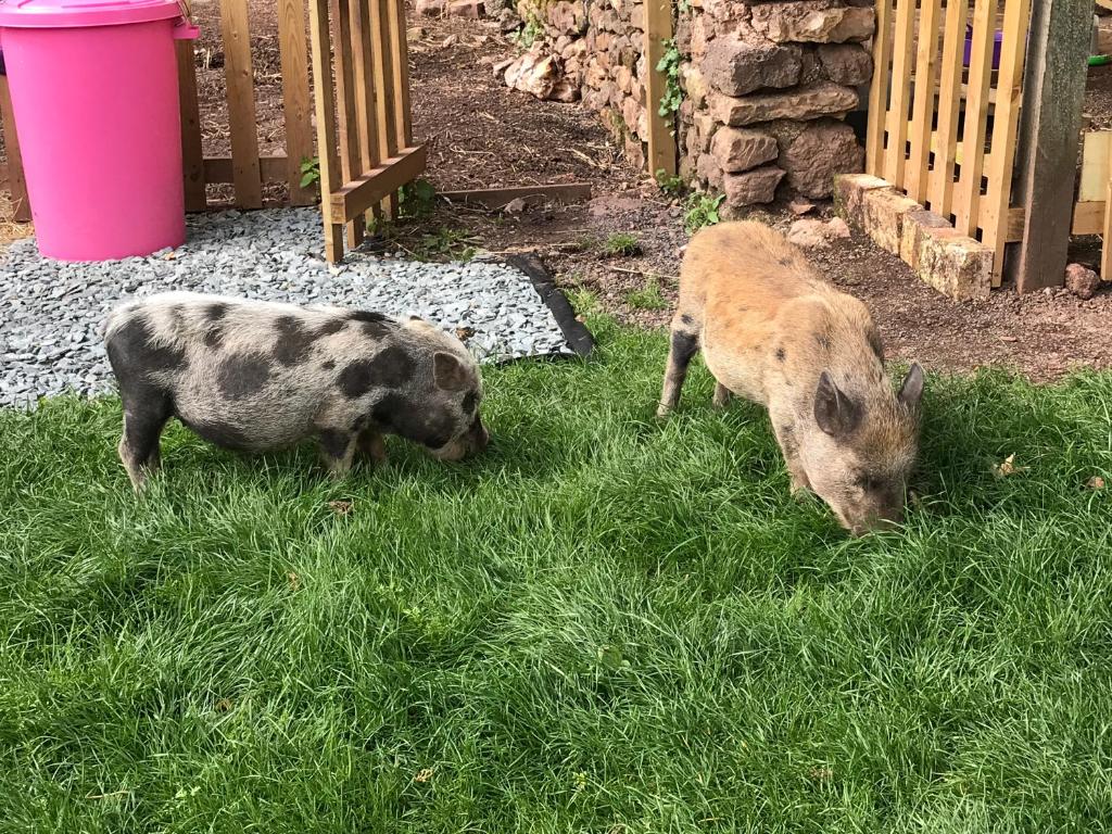 Langdon Barton Farm Devon Guide