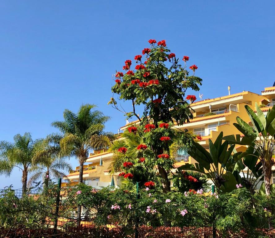 Apartamentos Tigaiga Suites — Hotel building in Puerto de la Cruz, Canary Islands