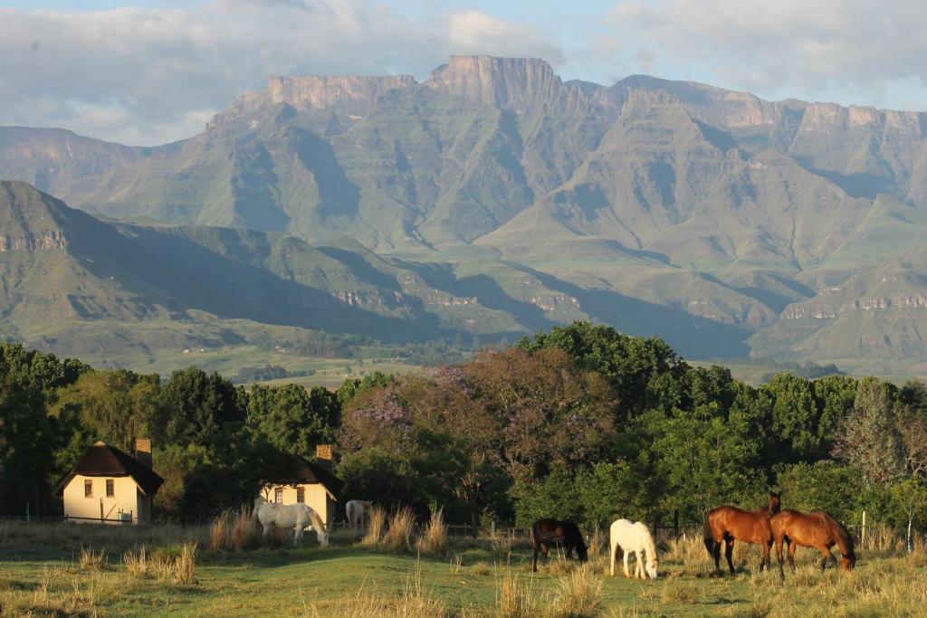 Ardmore Guest Farm, Champagne Valley