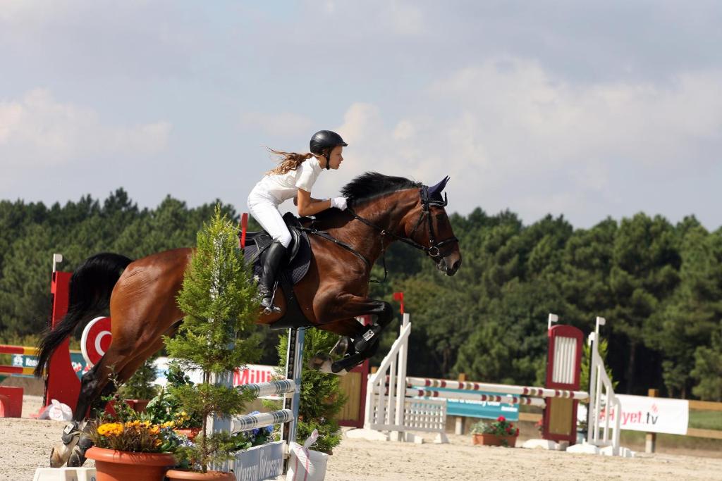 乗馬