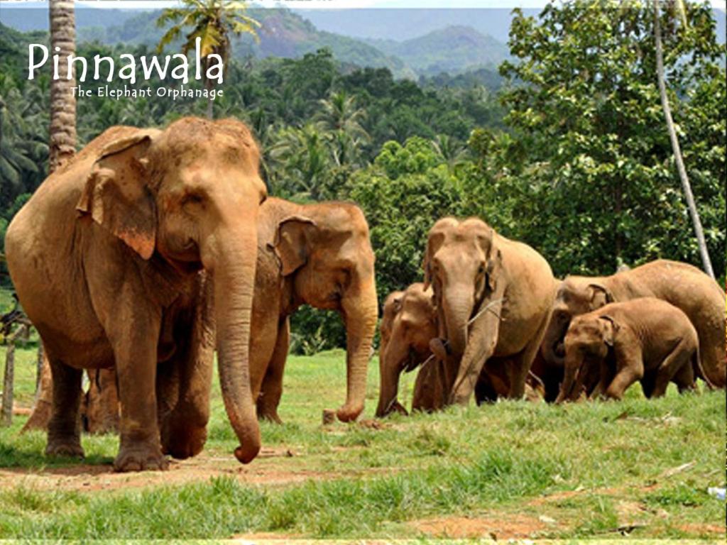 Шри ланка питомник. Слоновий питомник Шри Ланка. Слоновий питомник Пиннавела. Пиннавела Шри Ланка. Приют для слонов Шри Ланка.