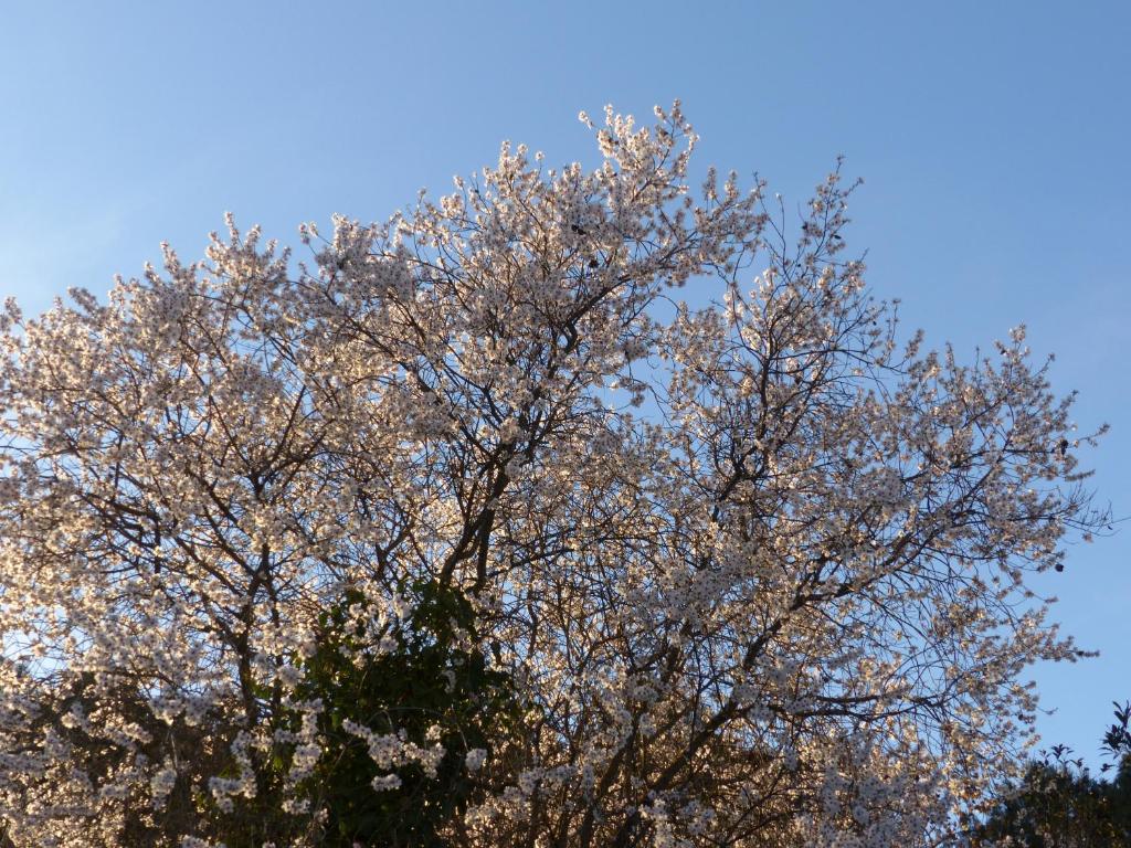 Olmedilla photo