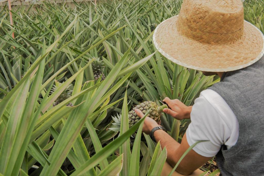 Herdade do Ananas photo