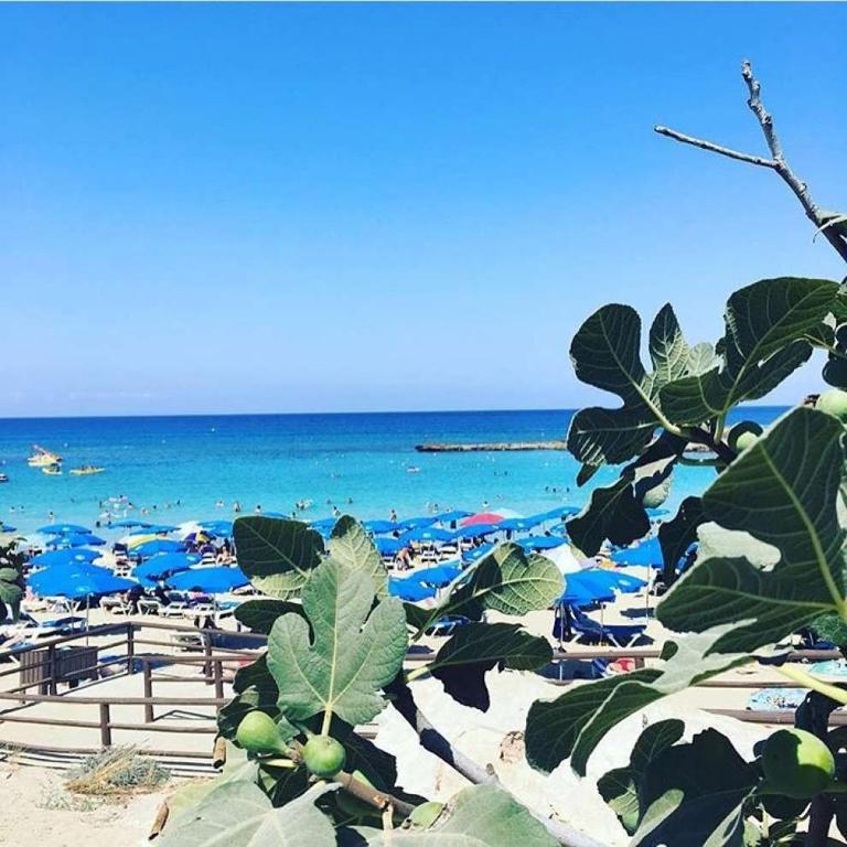 FIG TREE GIANNIS photo